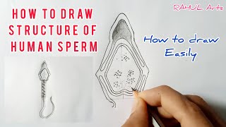 How to draw structure of Human Sperm  cbse 12th Biology  NCERT class 12  science [upl. by Auburta]