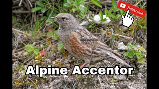 Alpine Accentor Pitstone Quarry Buckinghamshire [upl. by Kos605]