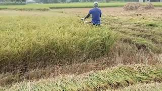 GAPASAN NA NG PALAY GAMIT REAPER HARVESTER [upl. by Seyler]