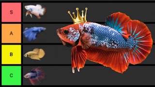 Ranking The BEST Betta Fish [upl. by Aneek912]