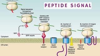 peptide signal شرح بالدارجة 🔥 [upl. by Kwon491]