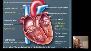 Lecture16 Cardiac Physiology [upl. by Golda917]