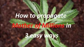 How to Propagate Mother of Millions  3 Easy Ways [upl. by Amikat]