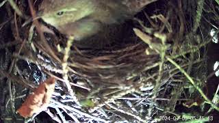 House Wren laying her first egg July 5 2024 [upl. by Enutrof612]