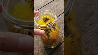 SHORT  DANDELIONS  How to NATURAL DYE with dandelions Botanical colours  Casacaribe [upl. by Zetnom]