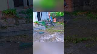 YardCleanup WeedCutting GrassCleaning YardCare [upl. by Lienad244]