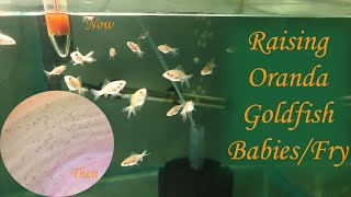 How To Raise Goldfish Fry  Goldfish Fry Care  Goldfish Fry Growth  Best Food For Fry Growth [upl. by Haraj]