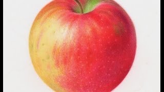 Painting Watercolor Apple [upl. by Airres]