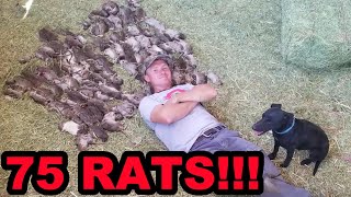 Mink and Dogs Destroy 75 RATS [upl. by Duahsar]