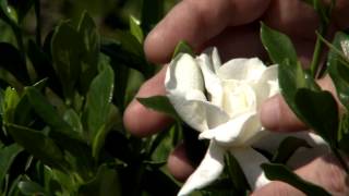 Dont prune gardenias until late May early June [upl. by Atirres]