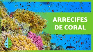 ¿Qué son los ARRECIFES de CORAL 🌿🐠 Tipos Cómo se forman e Importancia [upl. by Ahtela]