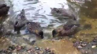 White Back ducks enjoying their morning feed at Durrell Wil [upl. by Neelhtac468]