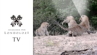 Mating trio Londolozi TV [upl. by Curley]