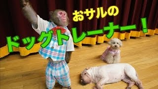 【おサルが調教師】ワンちゃんのやる気をおサルが引き出す！！（73） [upl. by Tobey]