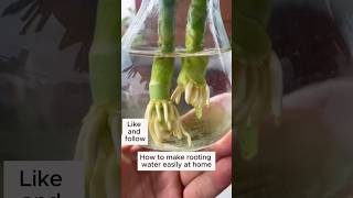 How To Make Rooting Water Easily At Home  shorts shortfeed niteshmeenaplants [upl. by Justina]