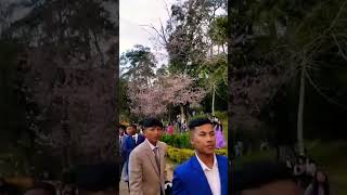 Cherry blossom festival in Meghalaya 15 November in Shillong short video subscribe like👍😘 [upl. by Yerroc]