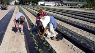 Strawberry Planting [upl. by Asim638]