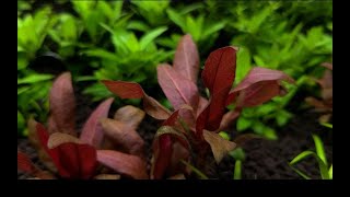 Cryptocoryne Parva  Unboxing and Planting [upl. by Fleurette]