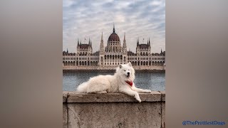 Samoyeds being the cutest and funniest dogs for 5 minutes straight [upl. by Polloch]