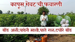 कापूस शेवट ची फवारणी हि करा 🌱  Kapus Shevat Favarani  कापूस कपाशीफवारणी [upl. by Penn]