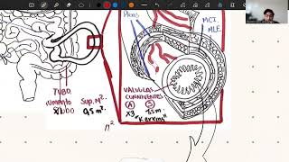 Fisiología del intestino delgado [upl. by Eintruok]