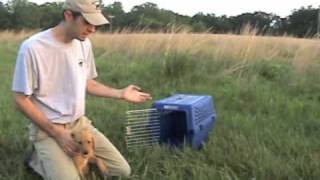 The Wildrose Way Training Ms Maizie  Intro to Hurry and Kennel [upl. by Widera]