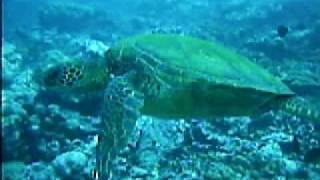 Hilo Hawaii Shore Dive [upl. by Paten]