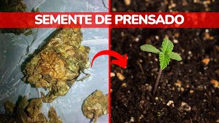 Como plantar semente de prensado [upl. by Amadas]