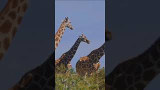 The East African Tale How Giraffe Got Its Long Neck facts fairytaleadventure history money [upl. by Deaner]