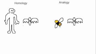 Biology Analogy vs Homology [upl. by Hulbig578]