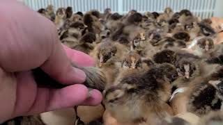 Barnevelder baby chicks hatching out at Cackle Hatchery [upl. by Sucitivel]