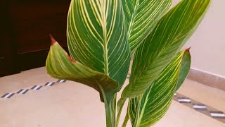 How to Care and Grow Canna Lily Plant in Pots [upl. by Rekyr]