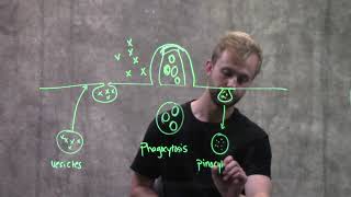 Endocytosis and Exocytosis [upl. by Chloras]