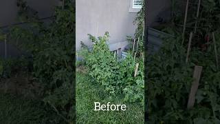 Tomatillos were taking over my Carolina Reaper Pepper and Habanero Plant 🌱🌶️🍅 peppergarden [upl. by Ethbinium]