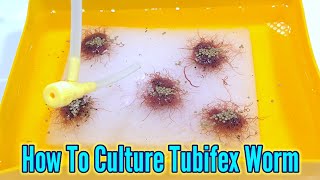 How to culture tubifex worms  Culturing Tubifex At Home [upl. by Koblick]