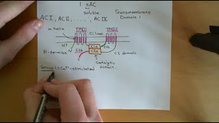 Cyclic AMP Signalling Part 2 [upl. by Warwick]