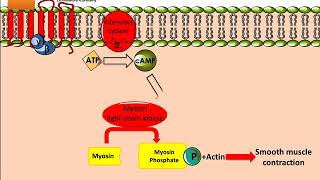 Salbutamol Ventolin Mechanism of Action [upl. by Trinl]