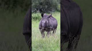 Serene Rhino Grazing in Ngorongoro Crater Tanzania [upl. by Yhprum]