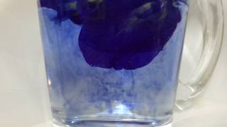 How to extract colour from blue flower [upl. by Ynnaf]