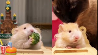 Let’s Nibble Together 🐹 compilation 🥦🍌 [upl. by Dianuj]