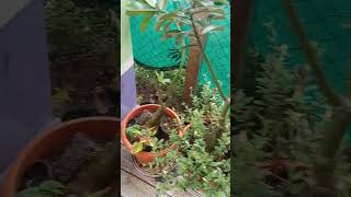 Pengal puyalin pothu enathu gardengarden nature shortsshorts feed1122024 [upl. by Khanna443]