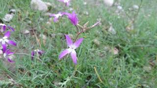 Rare NightScented Stock Matthiola Longipetala [upl. by Niret]