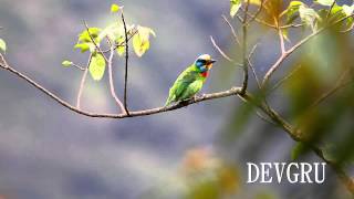 五色鳥 Blackbrowed Barbet [upl. by Atiek564]