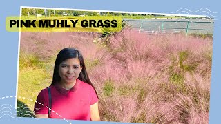 Pink Muhly Grass at Odaiba Japan [upl. by Gaddi]