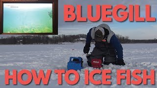 Ice Fishing for Bluegill  How to Ice Fish Bluegill amp Panfish Tailored Tackle Ice Fishing Episode 6 [upl. by Fechter]