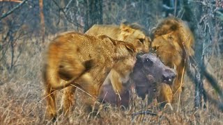 Lions Play Tug of War with Warthog Trying to Escape [upl. by Lala895]