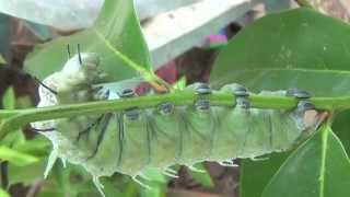 Atlas Moth Attacus Atlas [upl. by Lilllie]