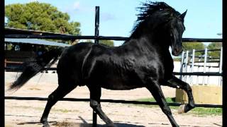 SARGENTO caballo pre Yeguada Nieto andalusian horse [upl. by Rebna]