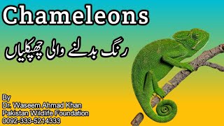 Interesting Facts About Chameleons  What Is A Chameleon  Rang Badalnay Wali Lizard [upl. by Tayyebeb]