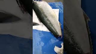 Japanese Food  YELLOWTAIL AMBERJACK Sashimi Fish Seafood JapanShorts [upl. by Brina717]